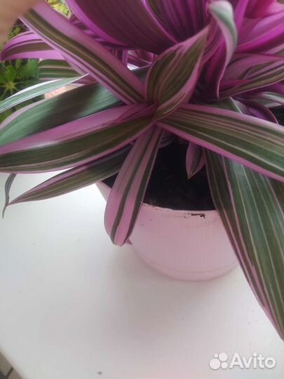 Традесканция розовая