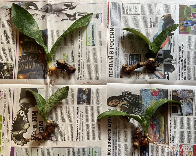 Сансевиерия Кирки Пульхра