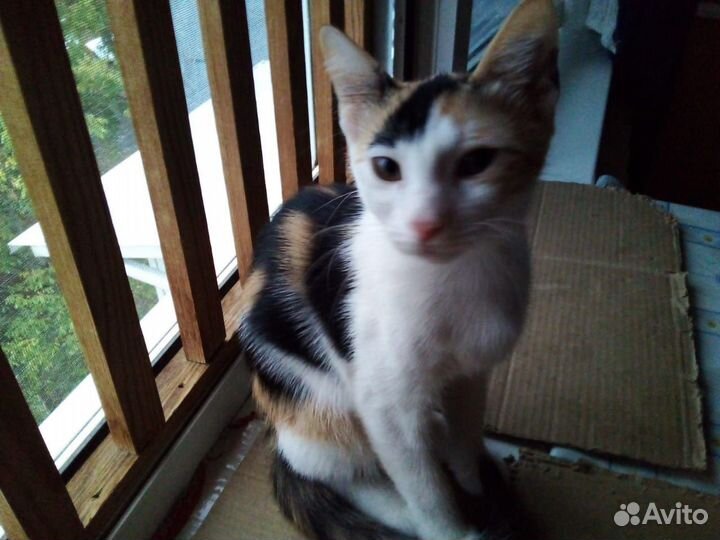 Котята в добрые руки бесплатно