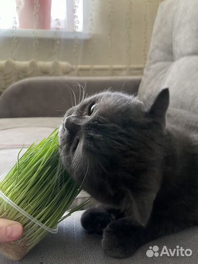 Трава для кошек, грызунов и птиц.Микрозелень