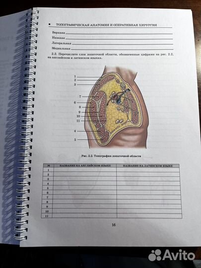 Тетрадь по топографической анатомии 2 части
