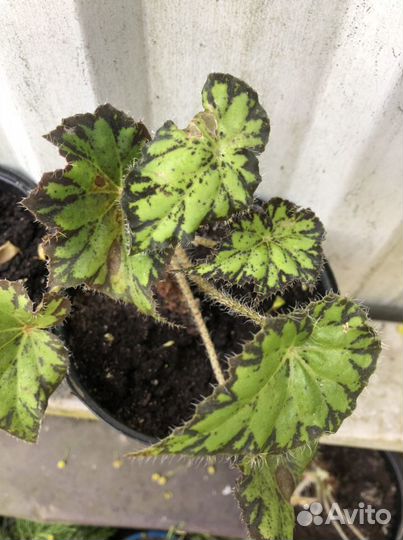 Комнатные цветы в ассортименте