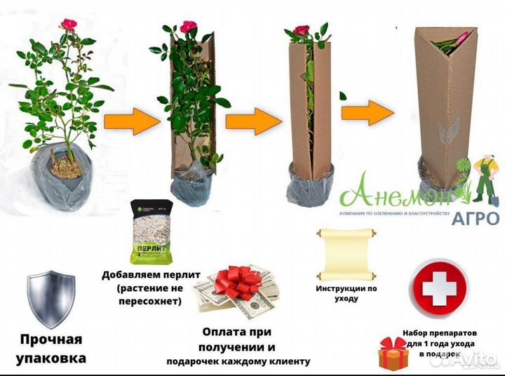 Зимостойкие саженцы роз