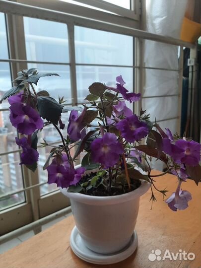 Ахименисы духлетние феолетовые