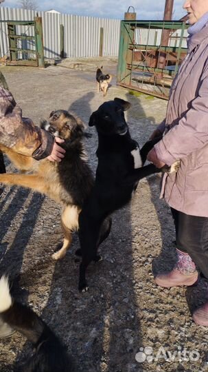 Собачий приют