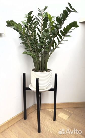 Замиокулькас