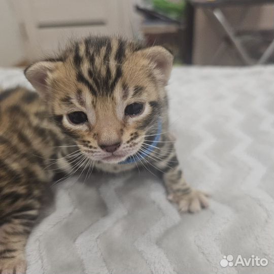 Котята бенгалы девочки и мальчики