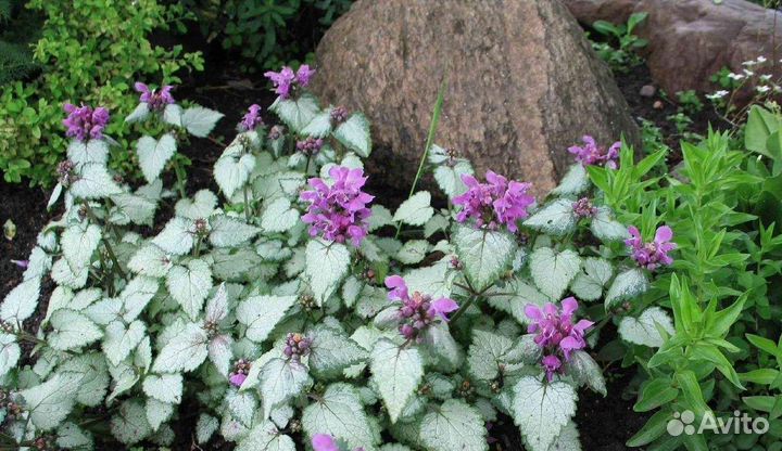 Яснотка Silver beacon многолетники для сада