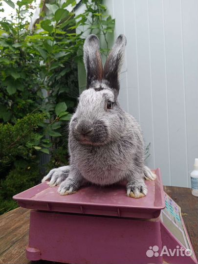 Кролики (мясная порода)