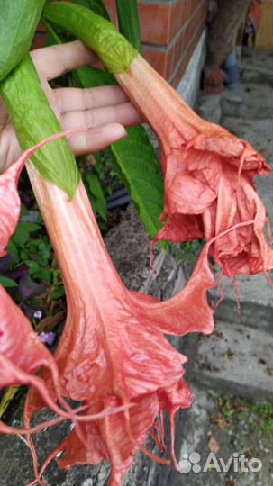 Мушмула,ежевика, кипрский базилик