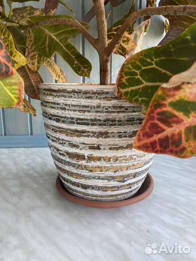 Кротон кодиеум экселент 75см