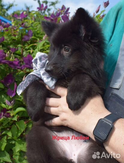 Большой немецкий шпиц