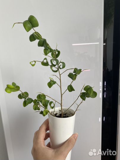 Фикус Барок