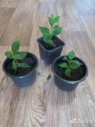 Эсхинантус