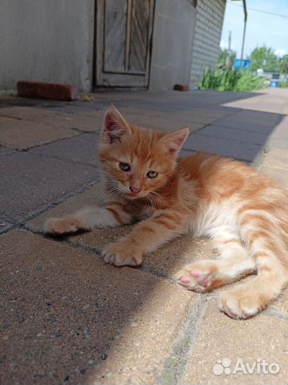 Кошки в добрые руки бесплатно