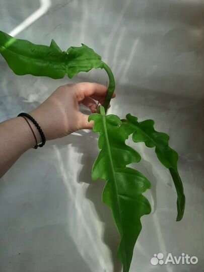 Филодендрон нарроу эскейп и голден крокодил