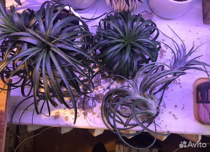 Тилландсии атмосферные