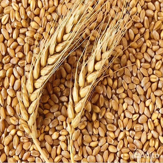 Продам пшеницу 100 тонн