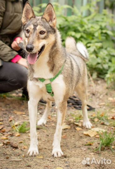 Красавица Сара в дар