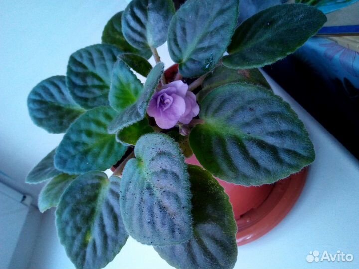 Фиалка и филодендроны