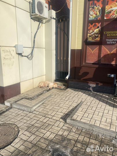 Домашняя собака помесь лабрадора
