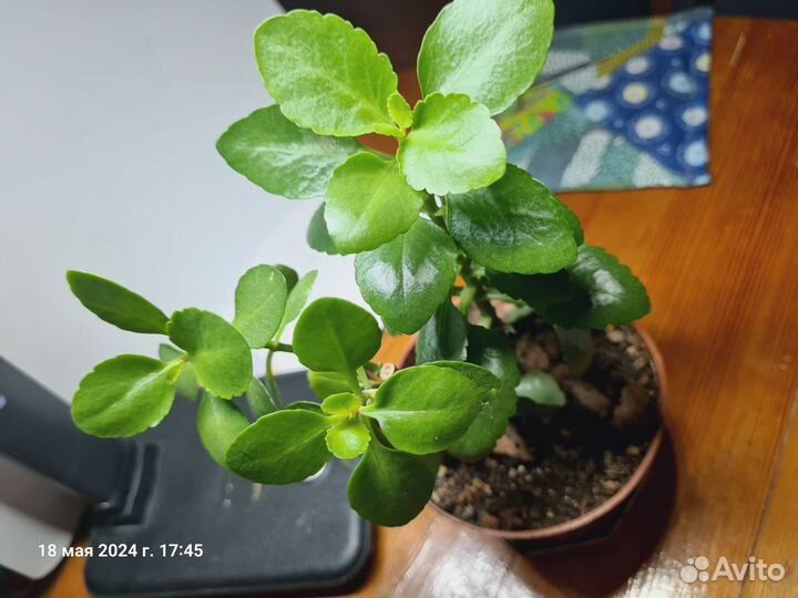 Каланхоэ цветущий