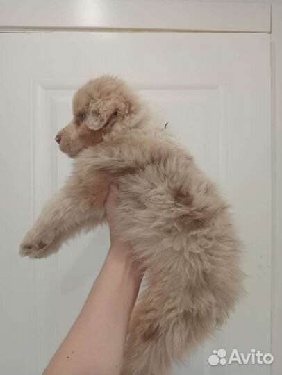 Аусси-австралийская овчарка