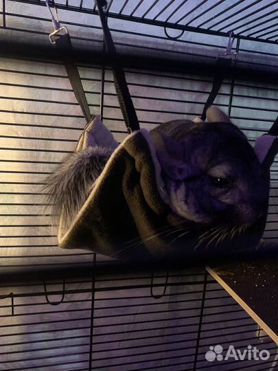 Шиншилла с клеткой