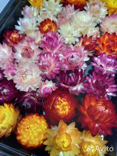 Гелихризум (Бессмертник). Сухоцвет