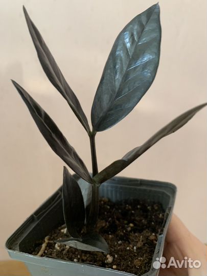 Замиокулькас Равен