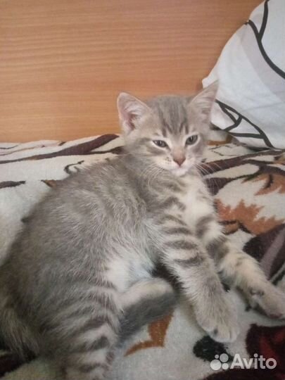 Кошки в добрые руки бесплатно