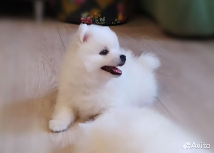 Японский шпиц