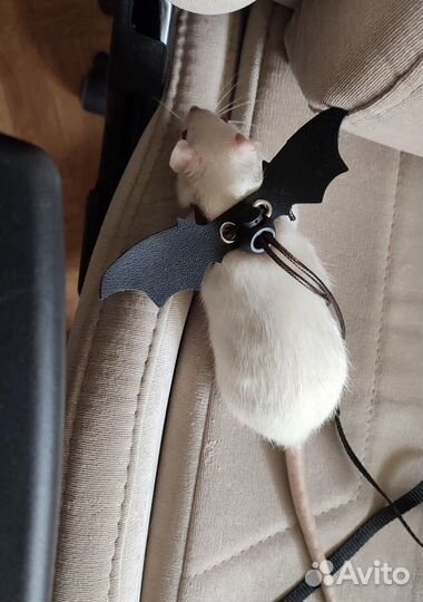 Шлейка/поводок для грызунов