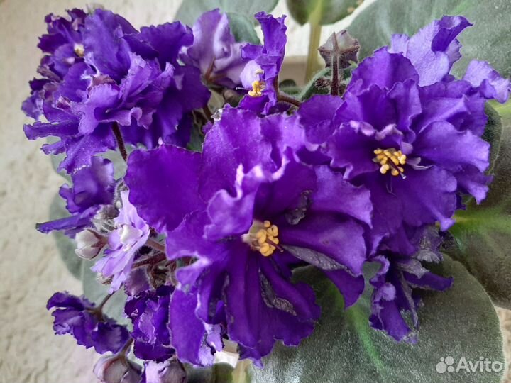 Детки сортовой фиалки