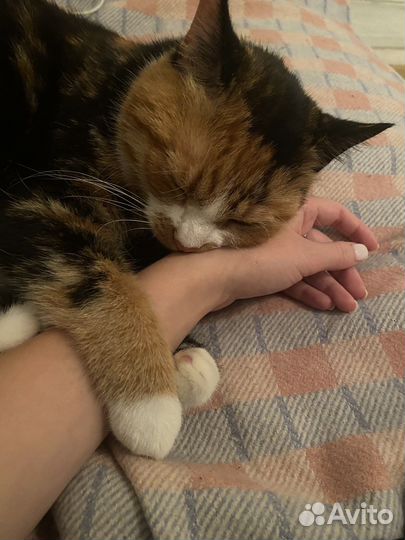 Передержка