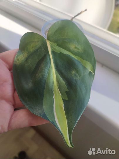 Филодендроны