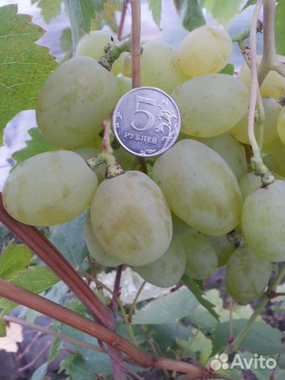 Выращивание винограда в Тюмени