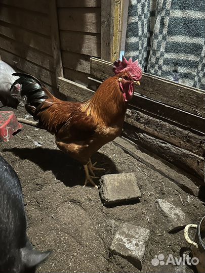 Семья Фоки чик петух+курица