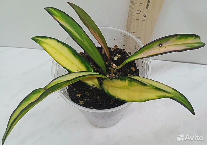 Комнатные растения цветы