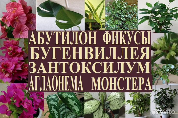 Абутилон,зантоксилум,аглаонем,монстер,бугенв,фикус