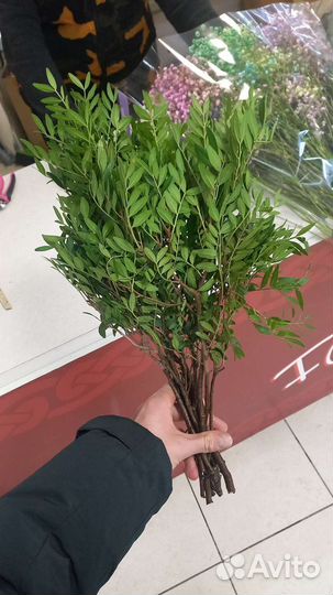 Фисташ фисташка зелень для цветочного магазина