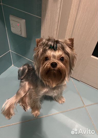 Йоркширский терьер вязка