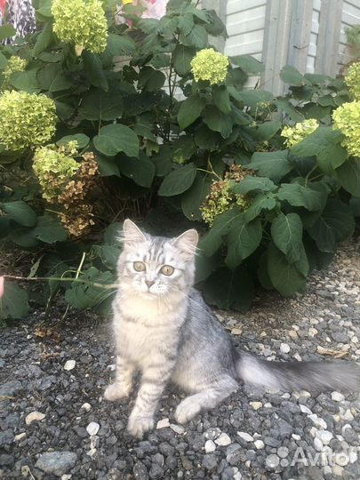 Котенок