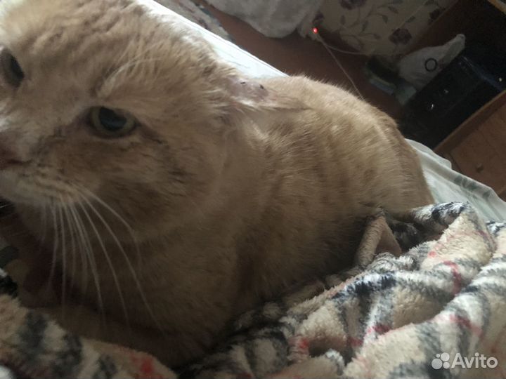 Продам кота кекса