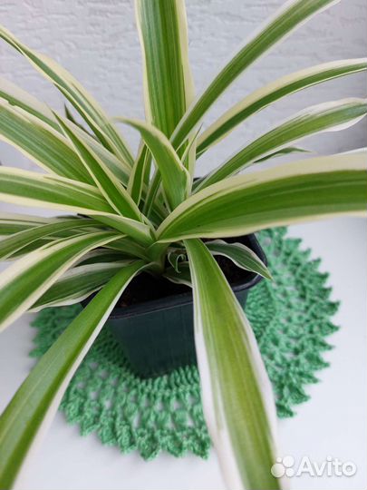 Хлорофитум