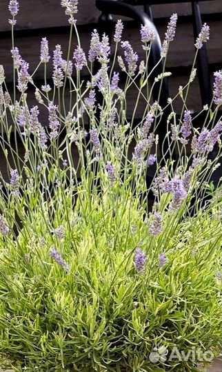 Лаванда вариегатная