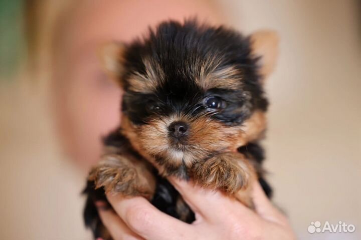 Эксклюзив шедевр микро девочка