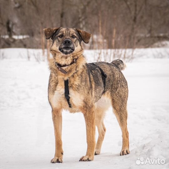Нежная, добрая Боня грустит в приюте