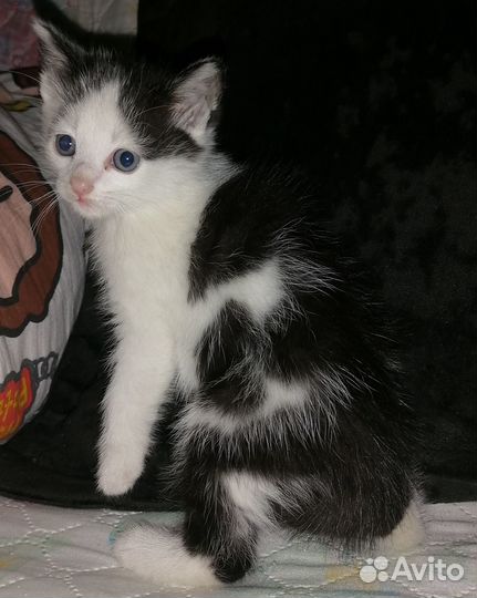 Отдам котят в хорошие руки