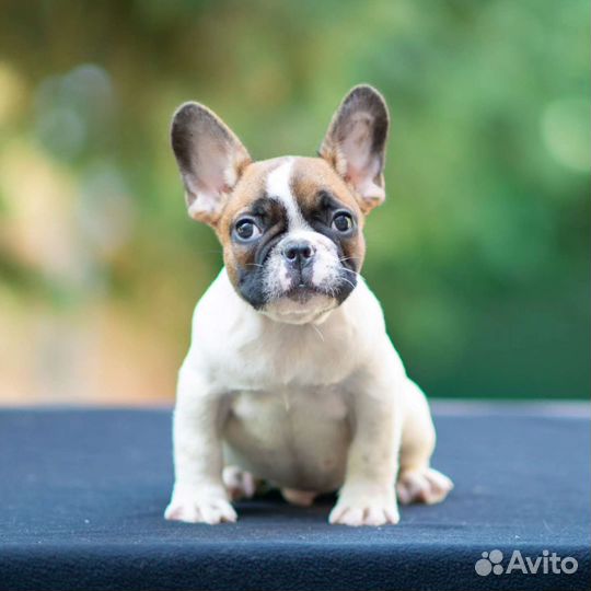 Французский бульдог стандарт РКФ